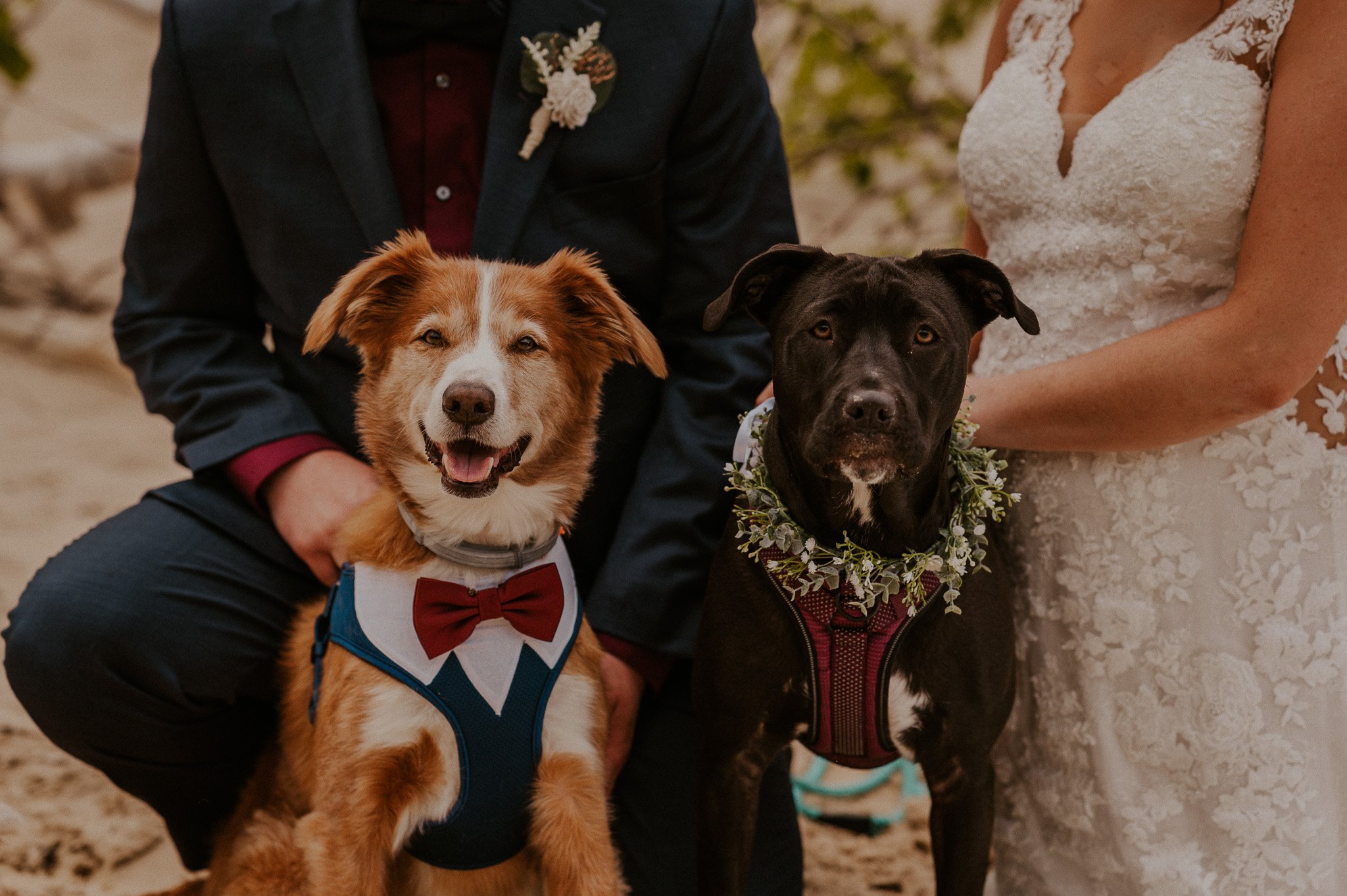 how to include dog elopement