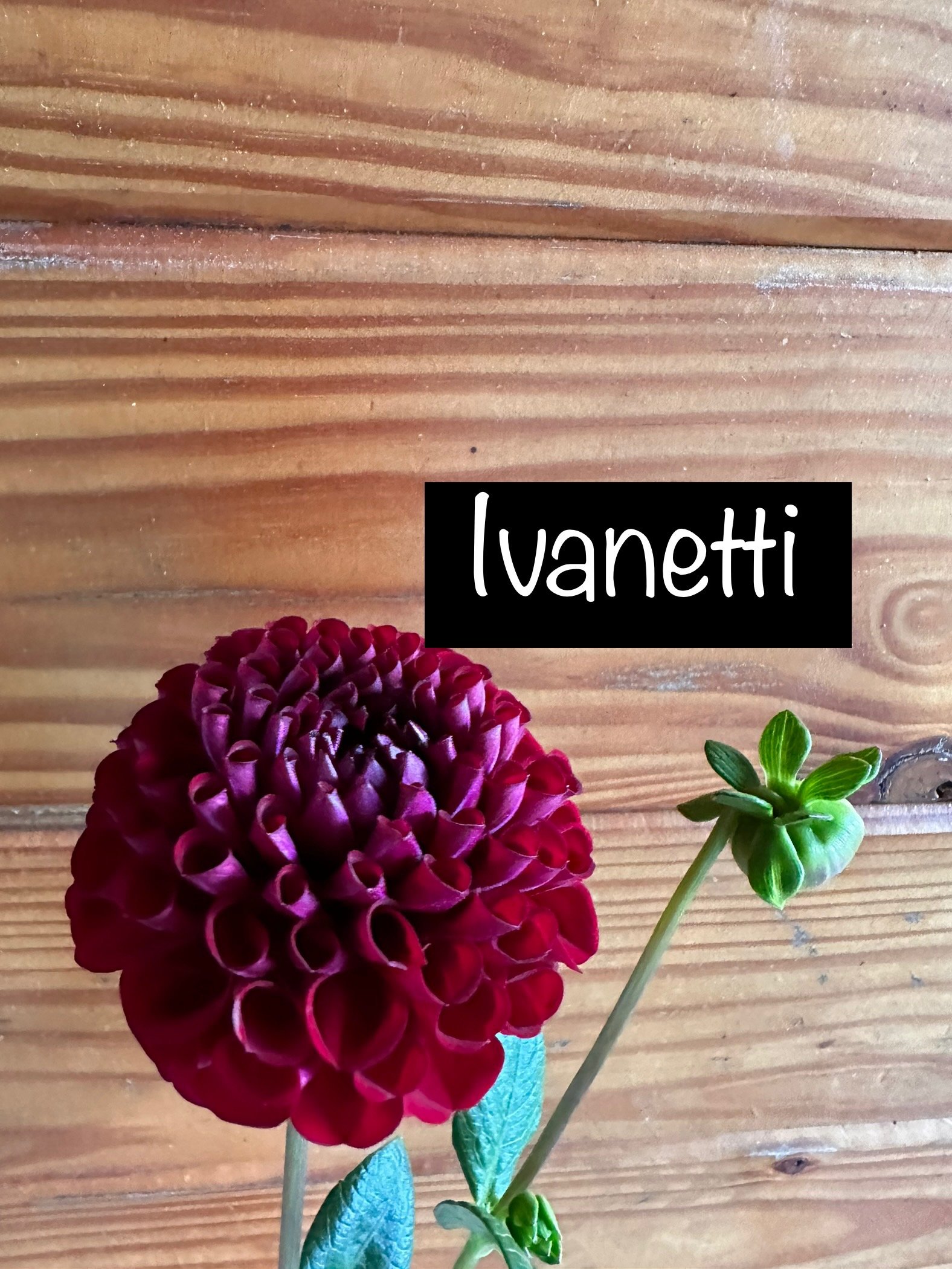 Ivanetti 2.jpg