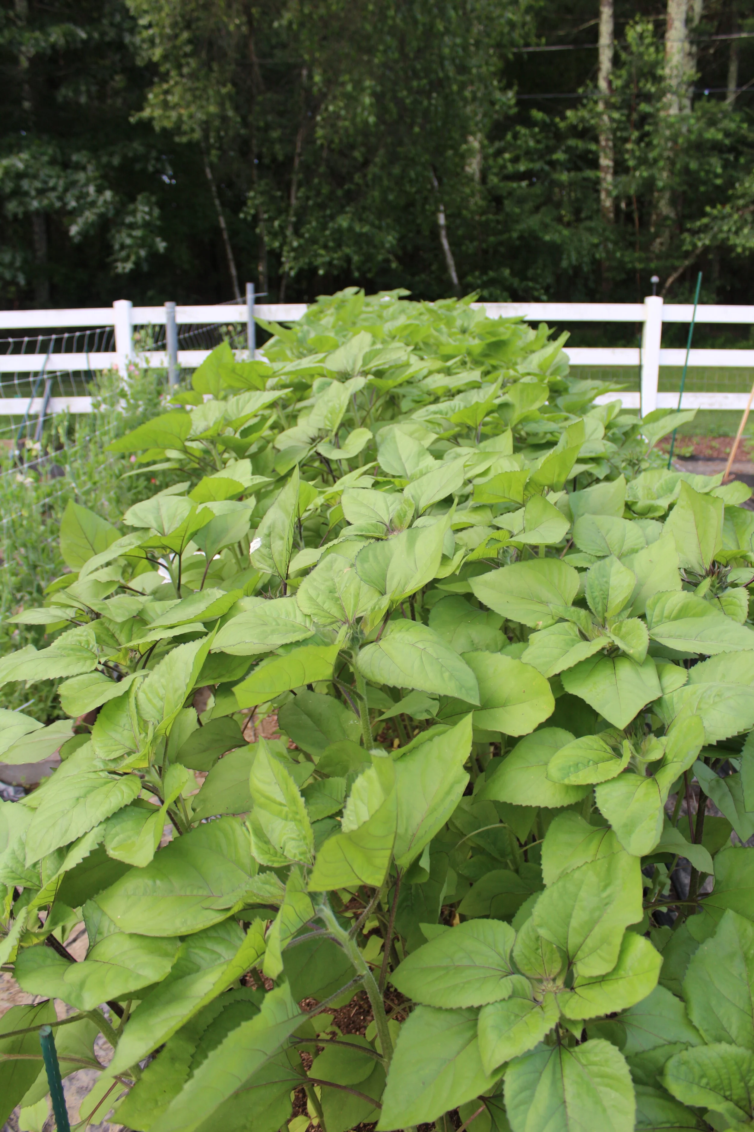 Green leafy plants in a garden with a white fence and trees in the background.