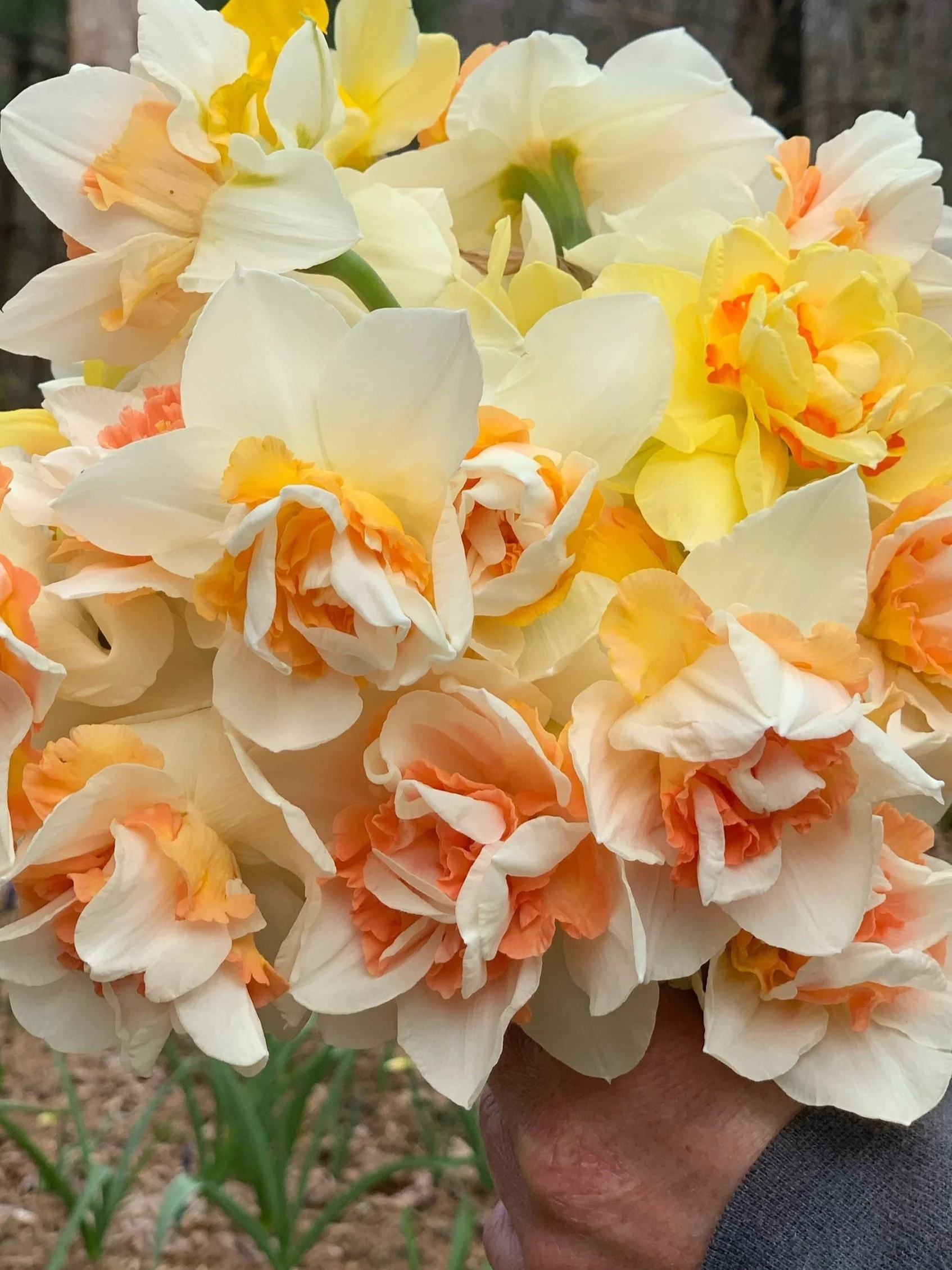 Specialty Daffodils (Copy) (Copy) (Copy)
