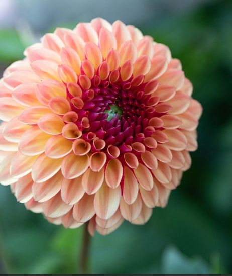 Dahlia Bonanza