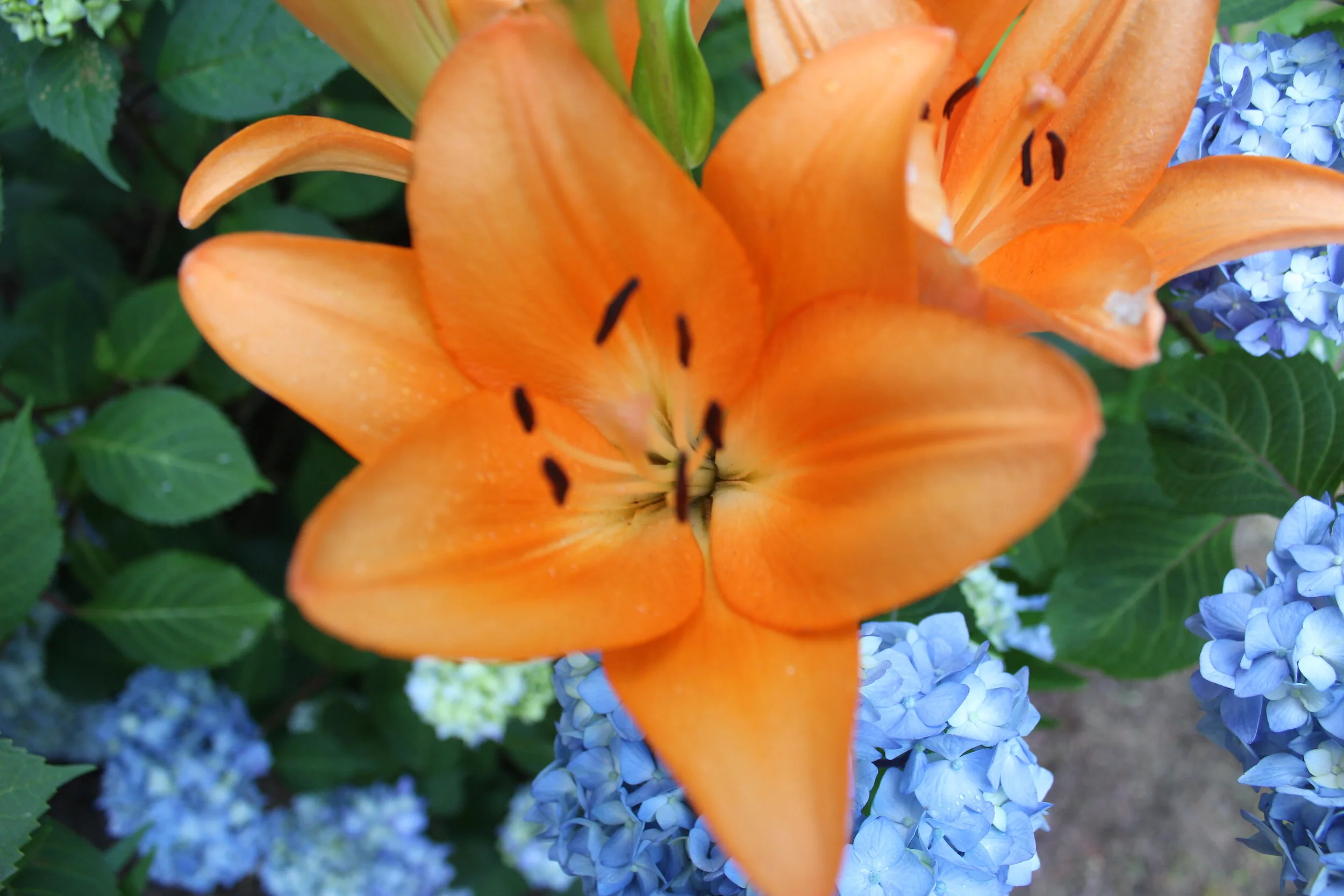 Close-up of an orange lily flower surrounded by blue hydrangeas and green leaves.
