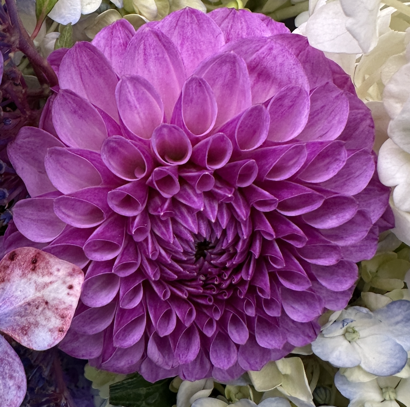 Dahlia Roban Royal