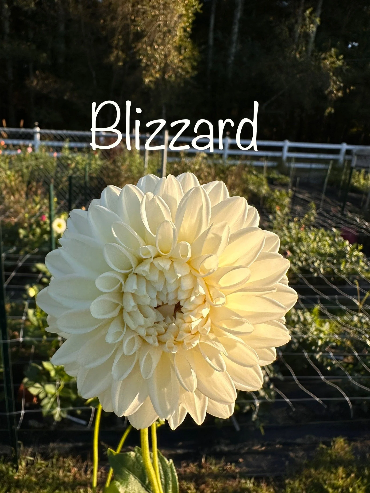 Dahlia Blizzard