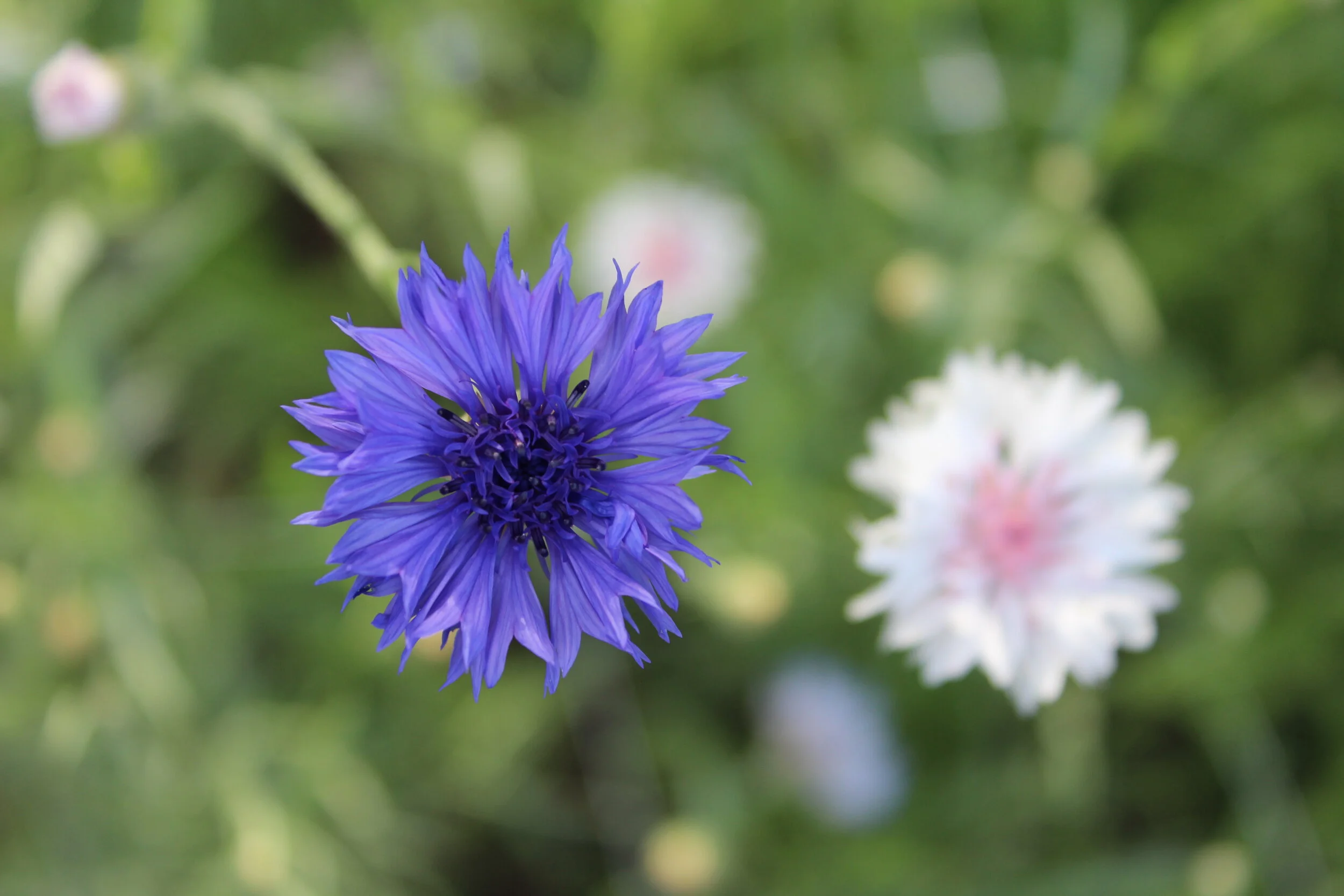 Close-up of a vibrant blue cornflower with a blurred white flower in the background.