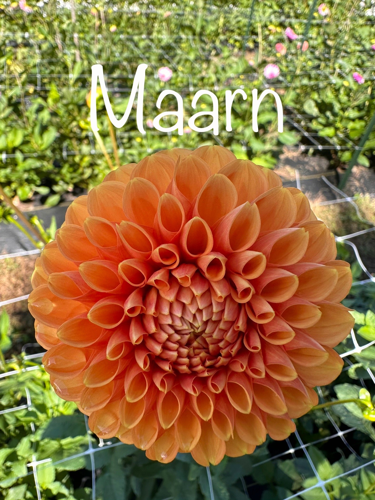Maarn.jpg