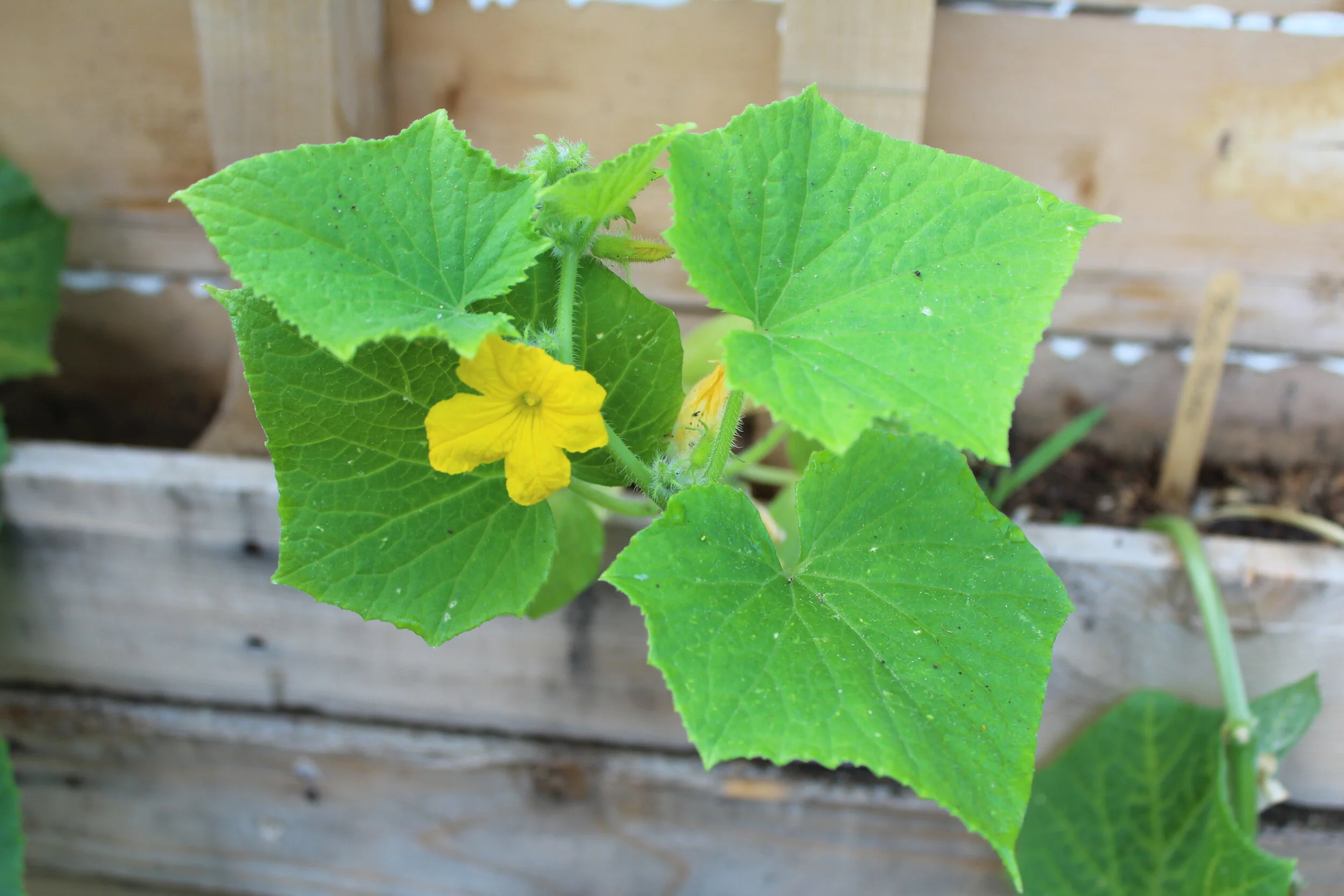 Cucumber plant with yellow flower and large green leaves against a wooden background.