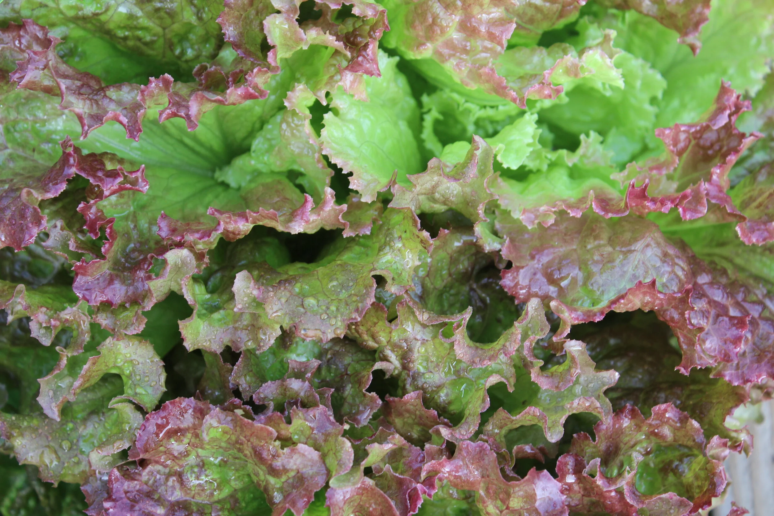Close-up of fresh red leaf lettuce with water droplets.