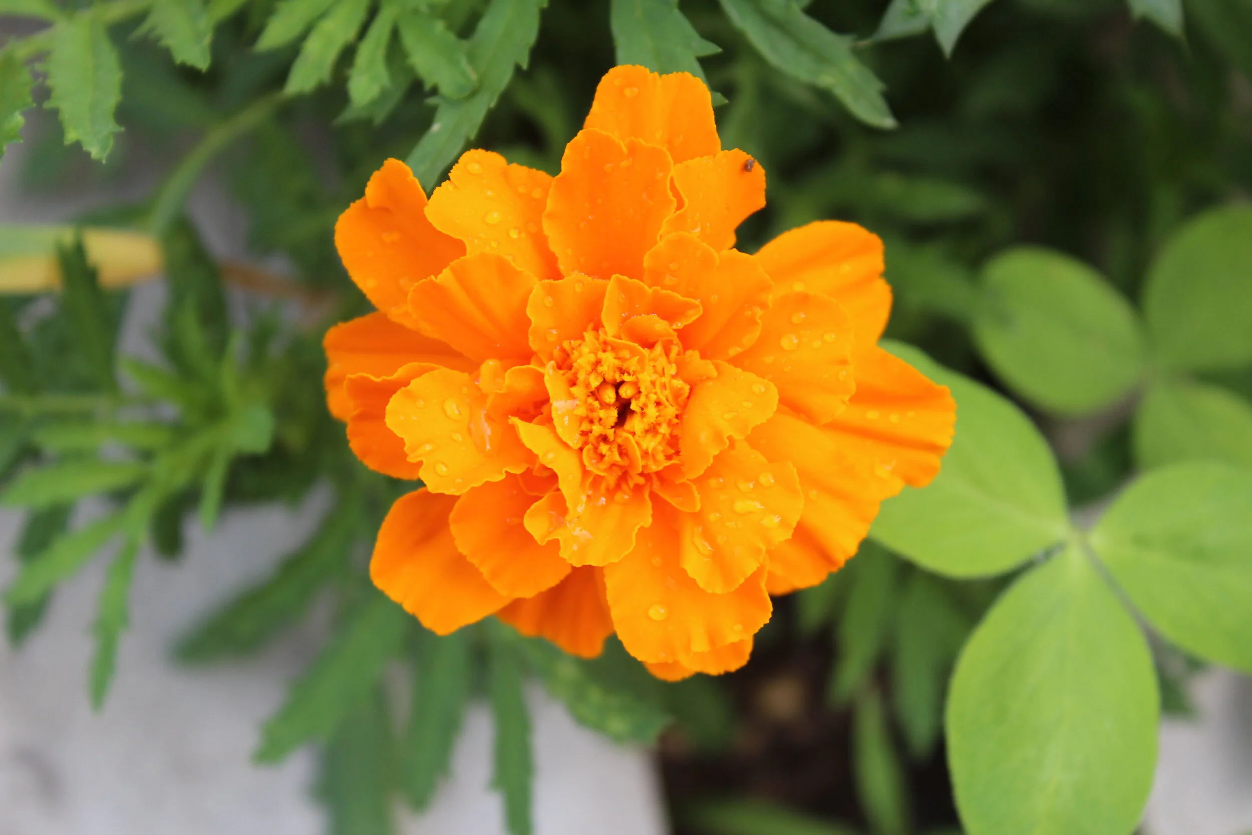 Close-up of an orange marigold flower with green leaves and water droplets.