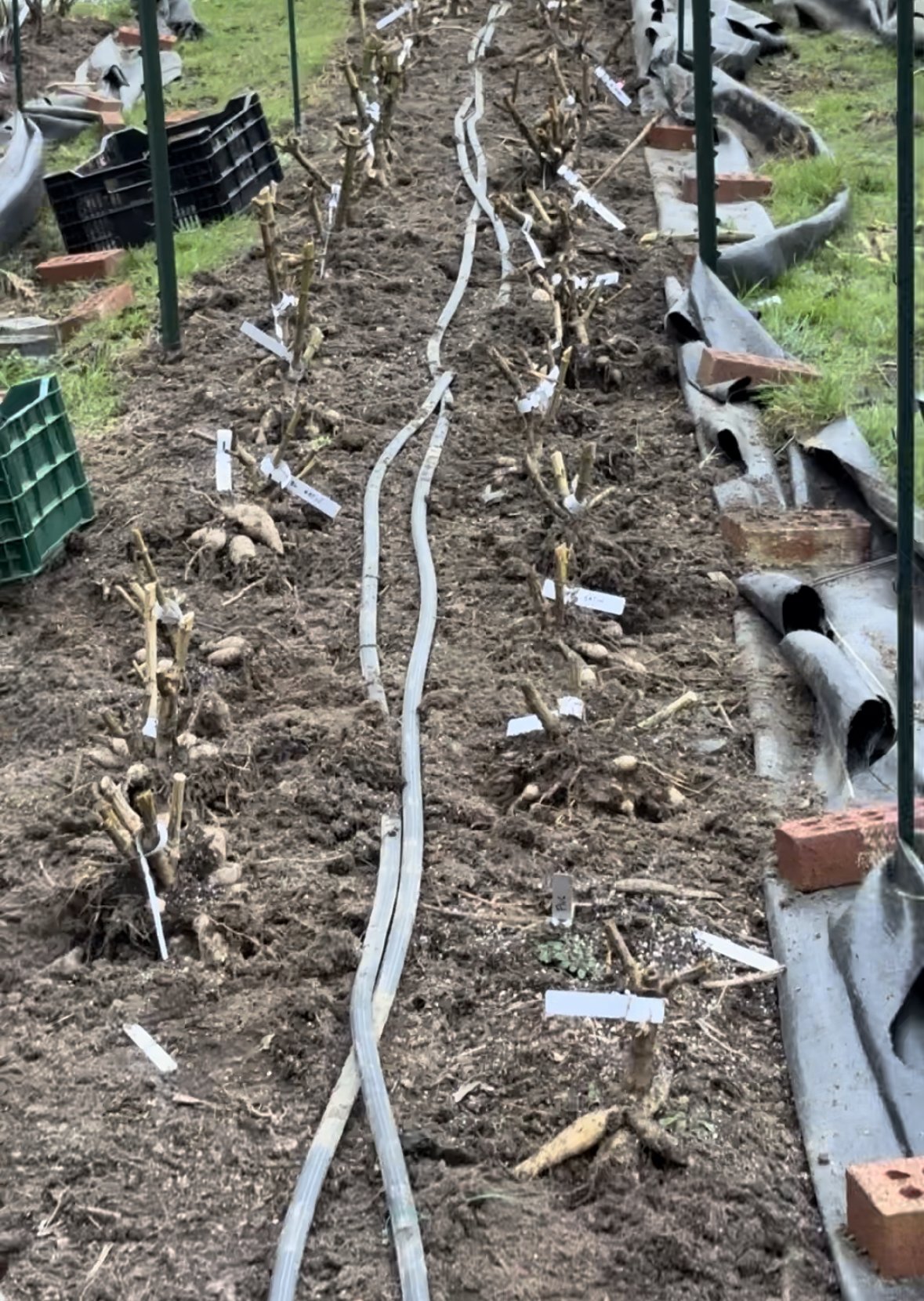 Dahlia Digging, Dividing and Storing Class- Saturday October 24th, 2026