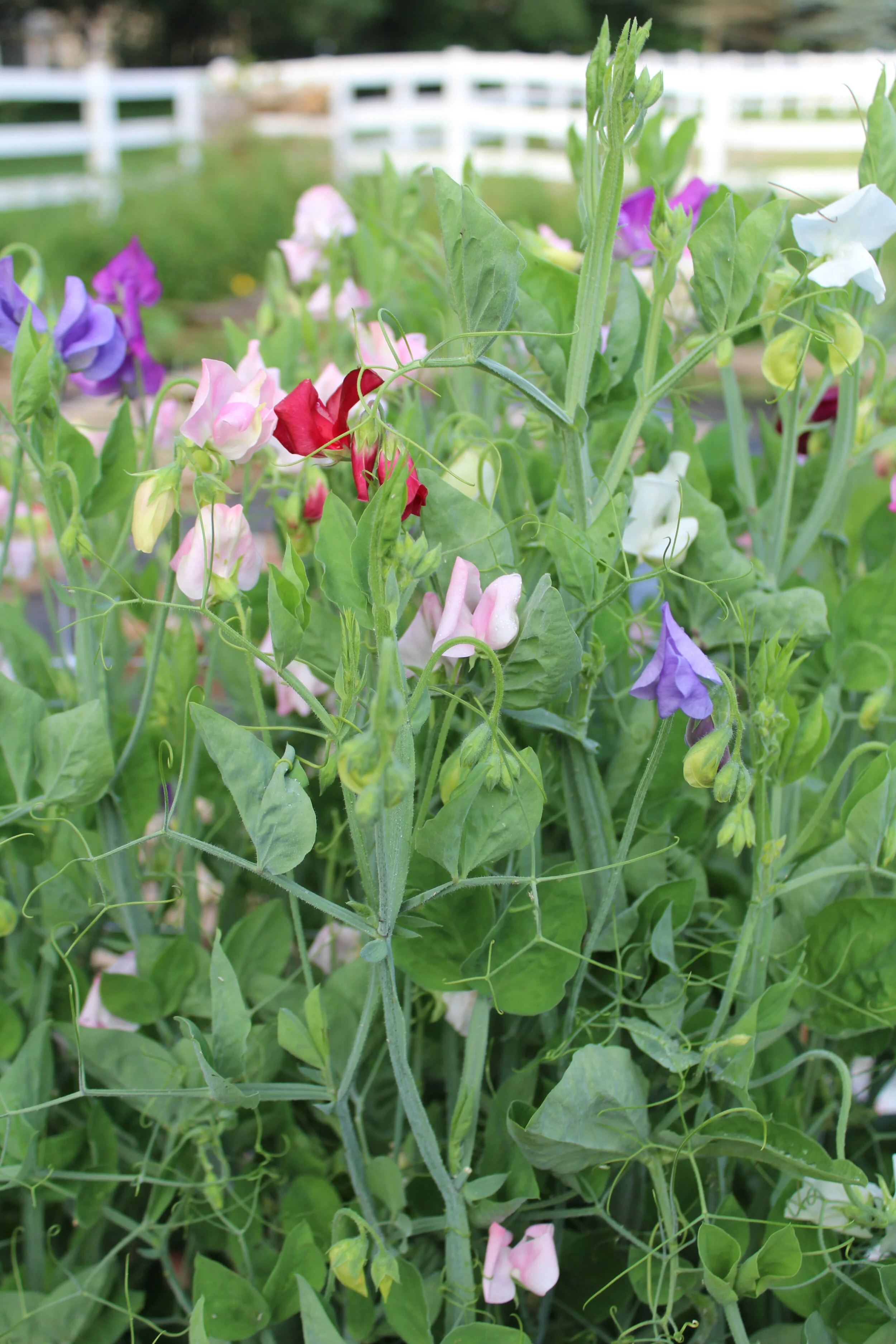 Colorful sweet pea flowers with green foliage in a garden setting.