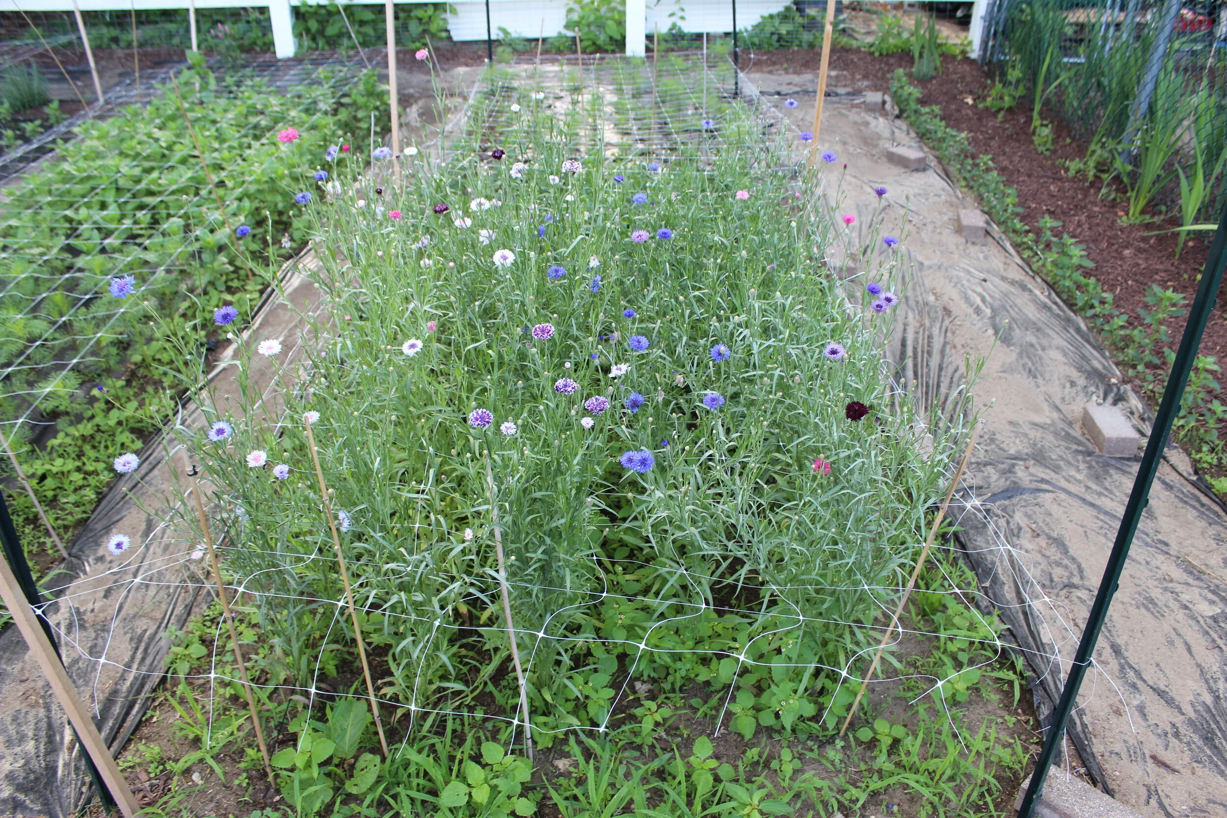 A garden bed with blooming wildflowers, primarily blue, purple, and pink, surrounded by a wire support structure. The ground is covered with mulch, and there are additional garden plots in the background.