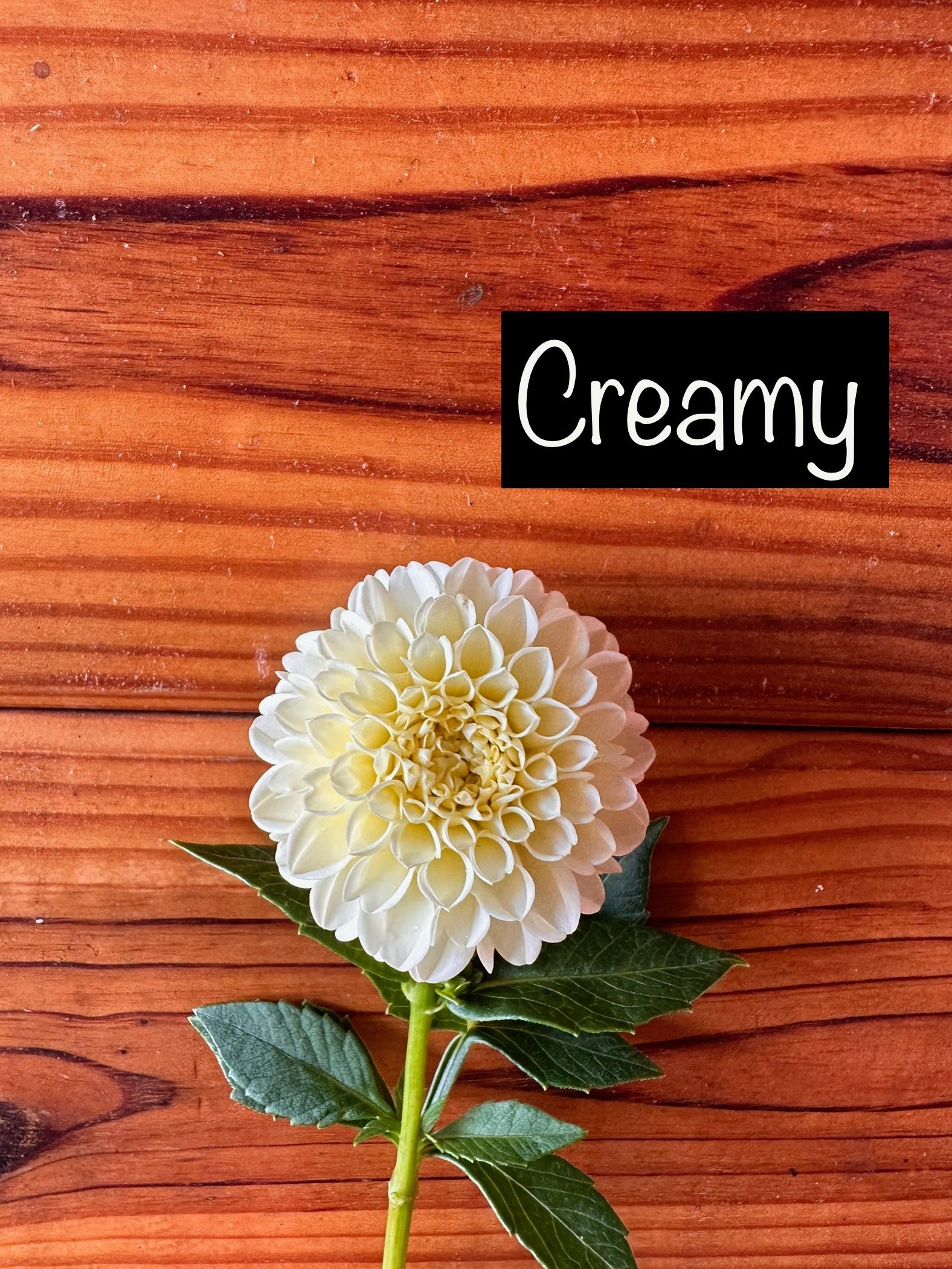 Creamy2.jpg