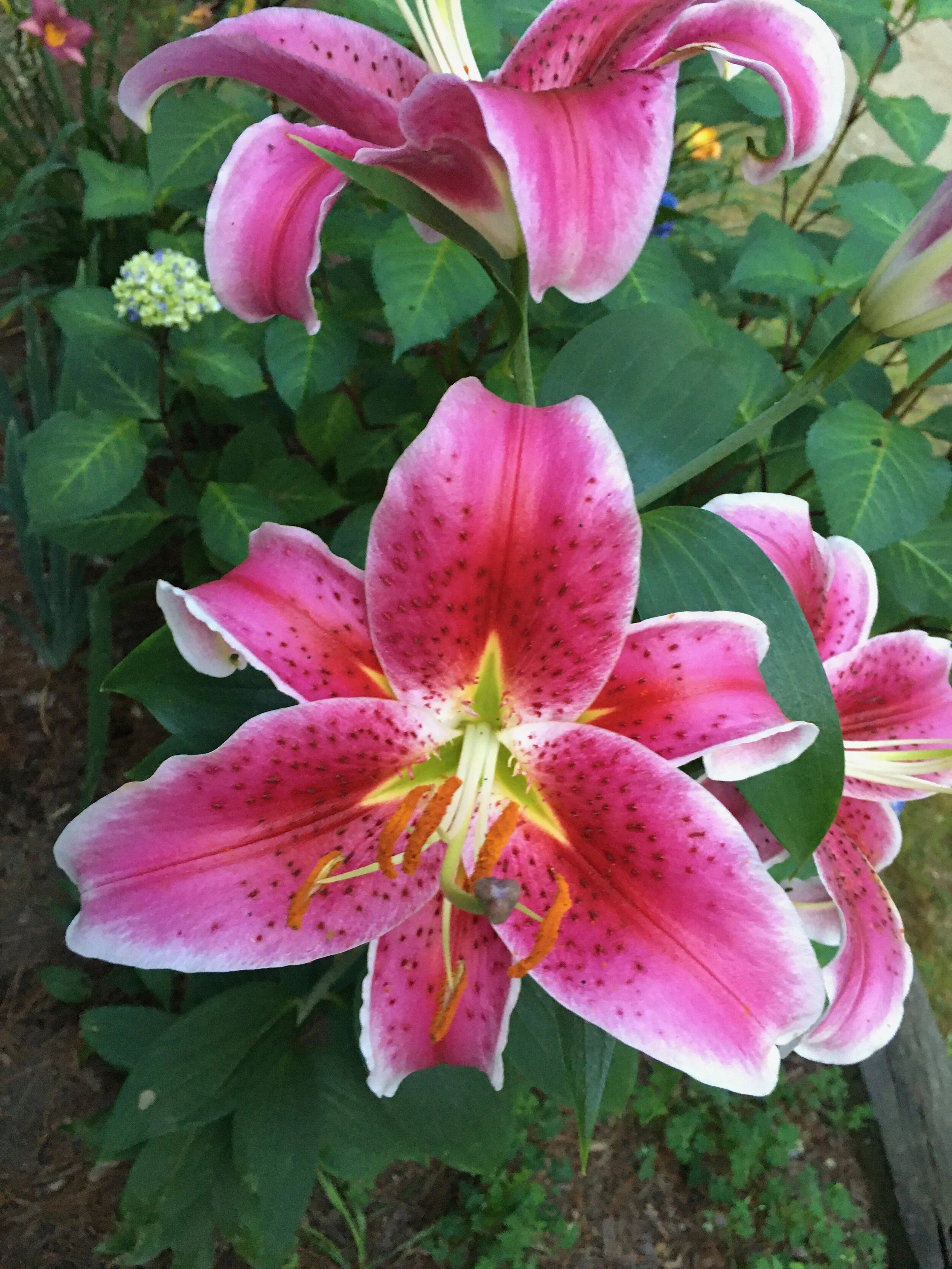 Pink stargazer lilies with green leaves in a garden setting.