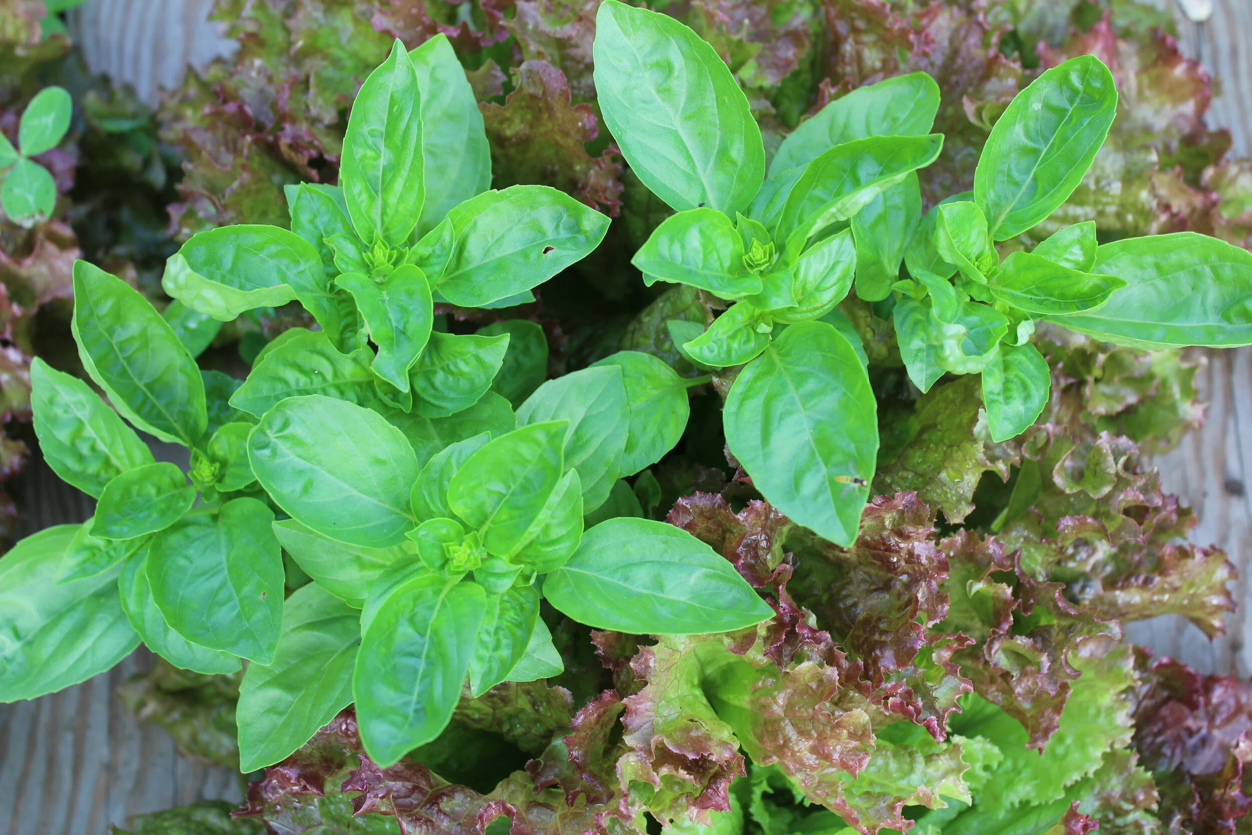 Close-up of basil and red leaf lettuce plants.