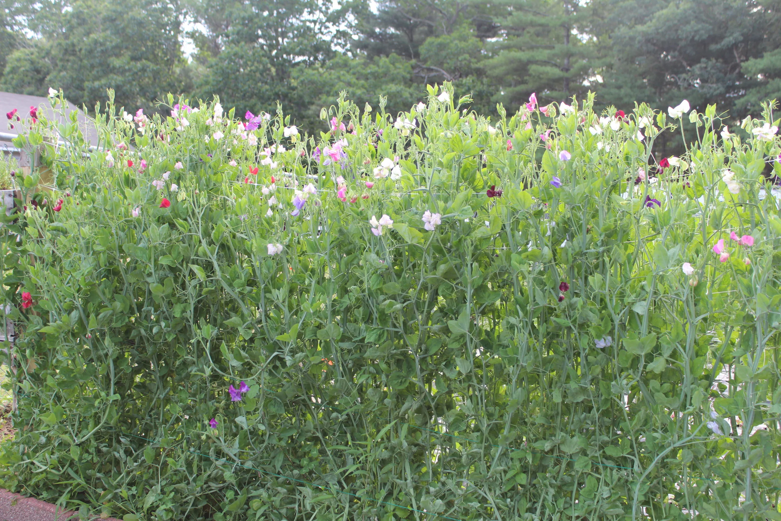 Tall sweet pea plants with colorful flowers in a garden setting
