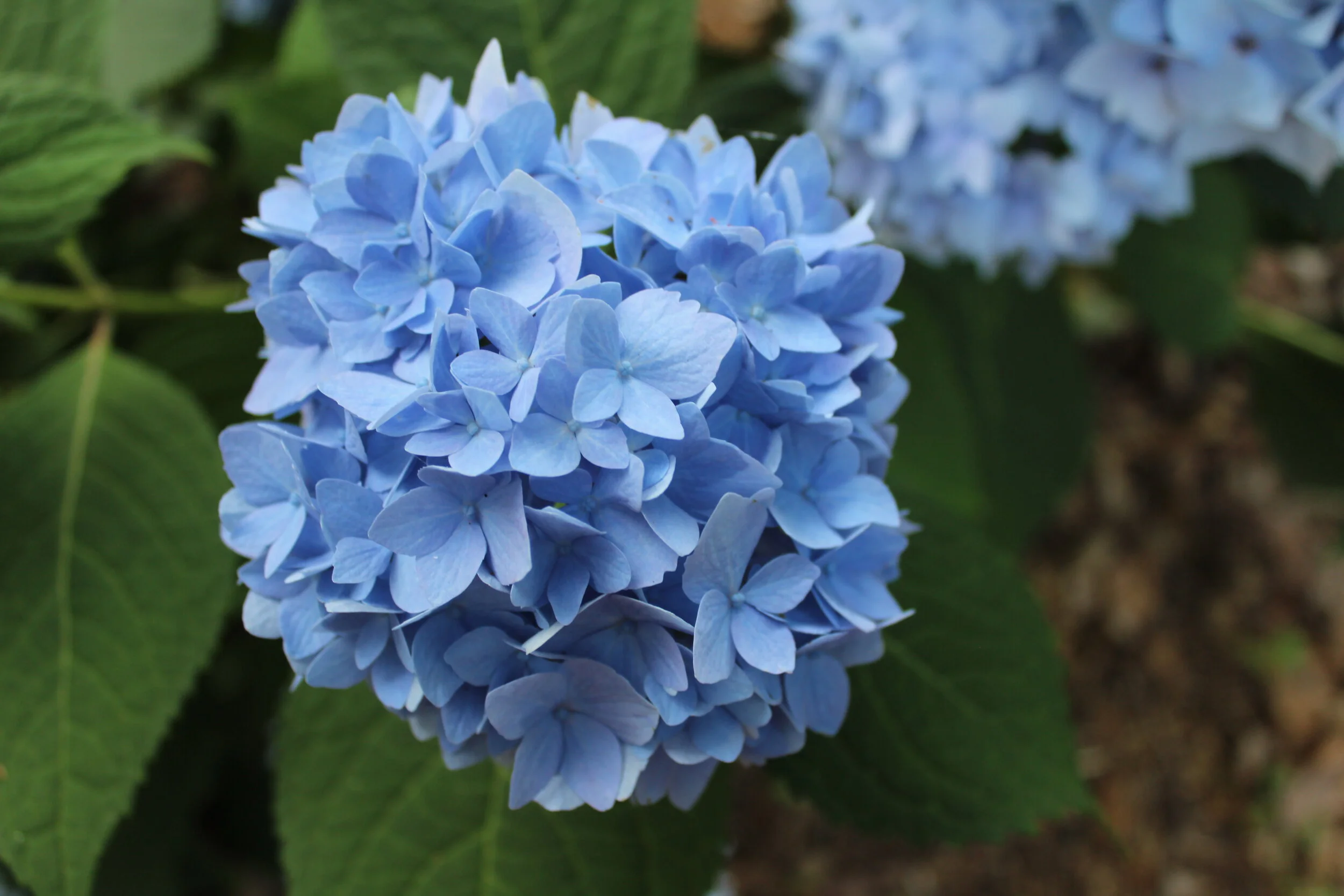 Close-up of blue hydrangea flower cluster with green leaves.