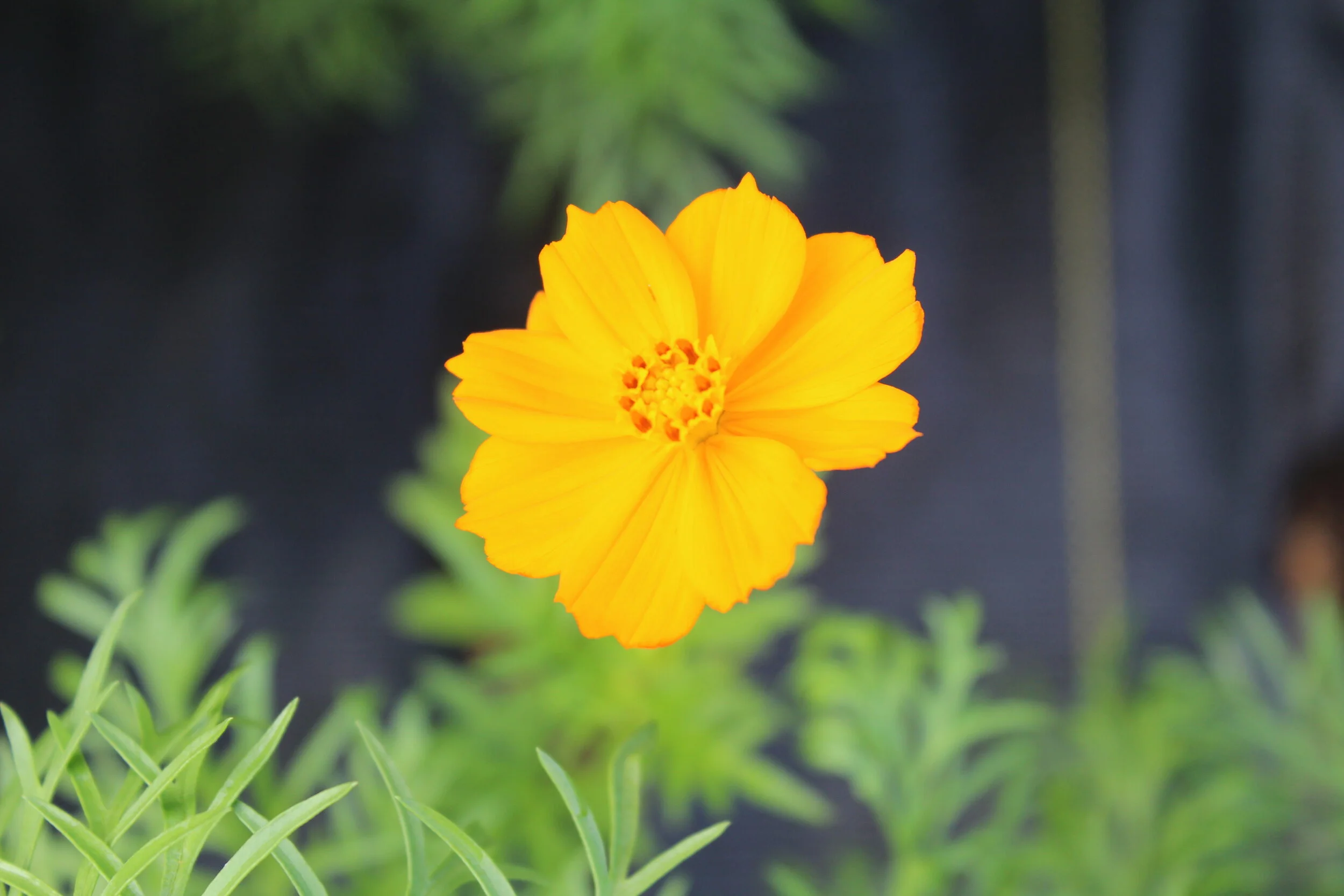 Bright orange cosmos flower with green foliage in the background.