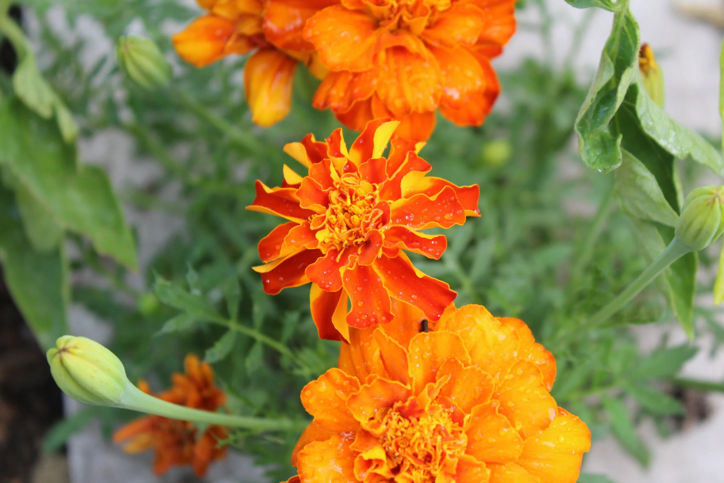 Close-up of vibrant orange marigold flowers with green leaves and buds in the background.