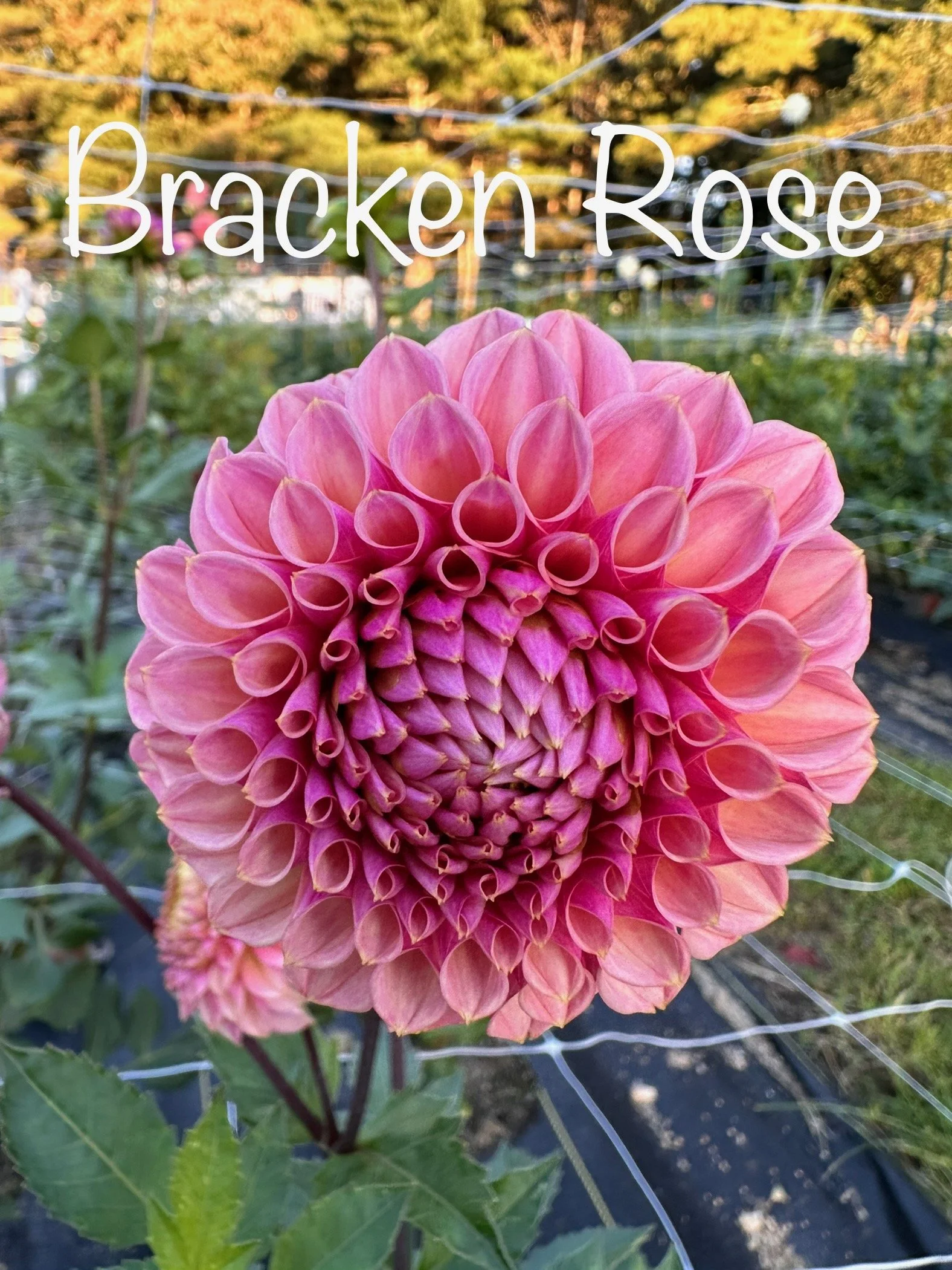 Dahlia Bracken Rose