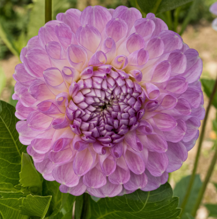 Screenshot 2026-02-25 095343.png