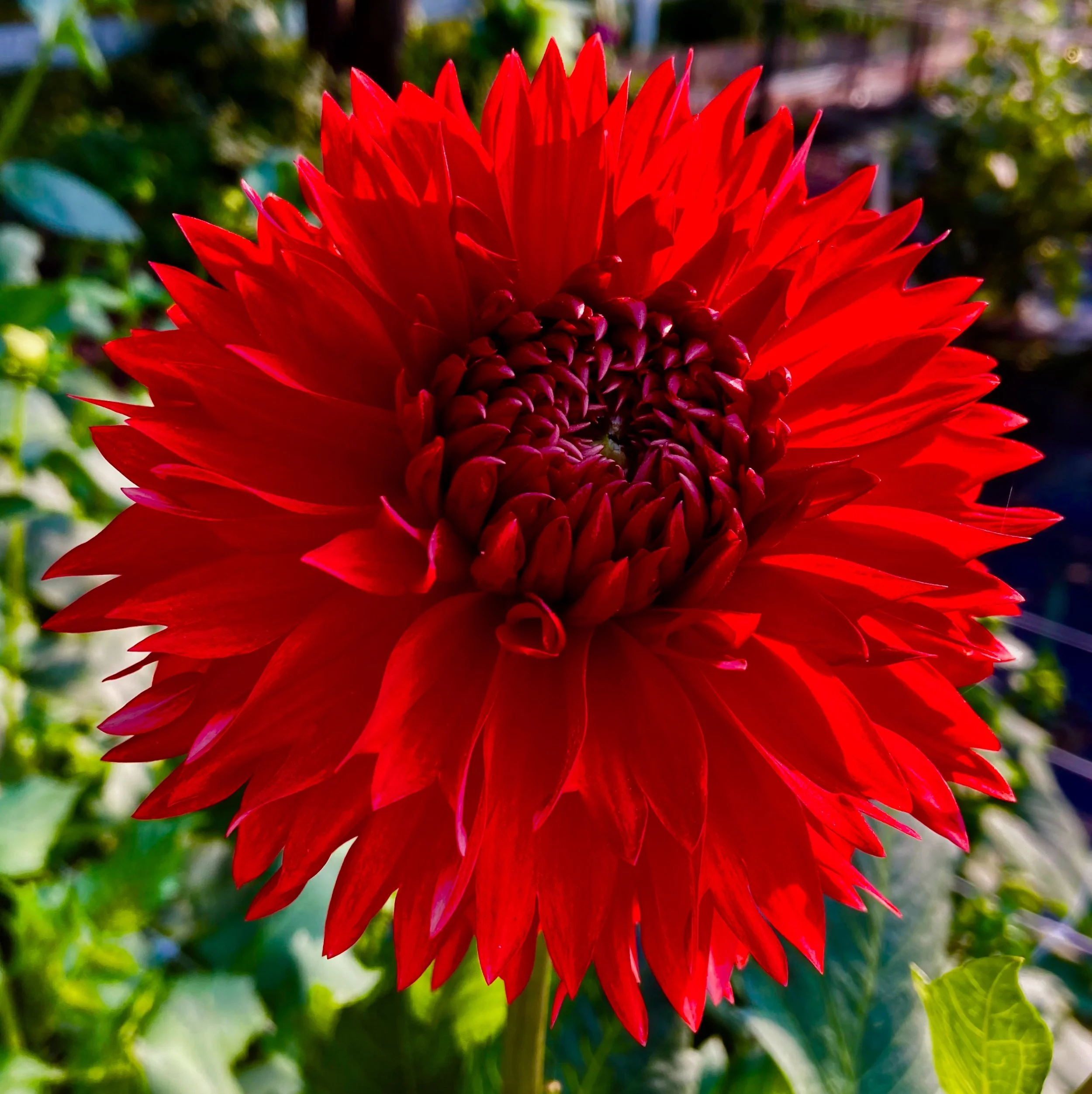 Dahlia Allen's Fireball