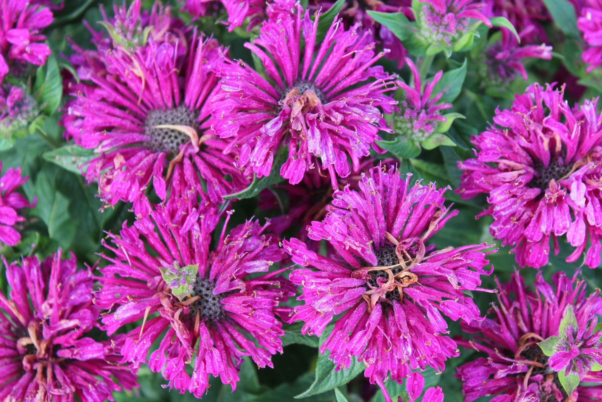 Close-up of vibrant pink bee balm flowers with green leaves.
