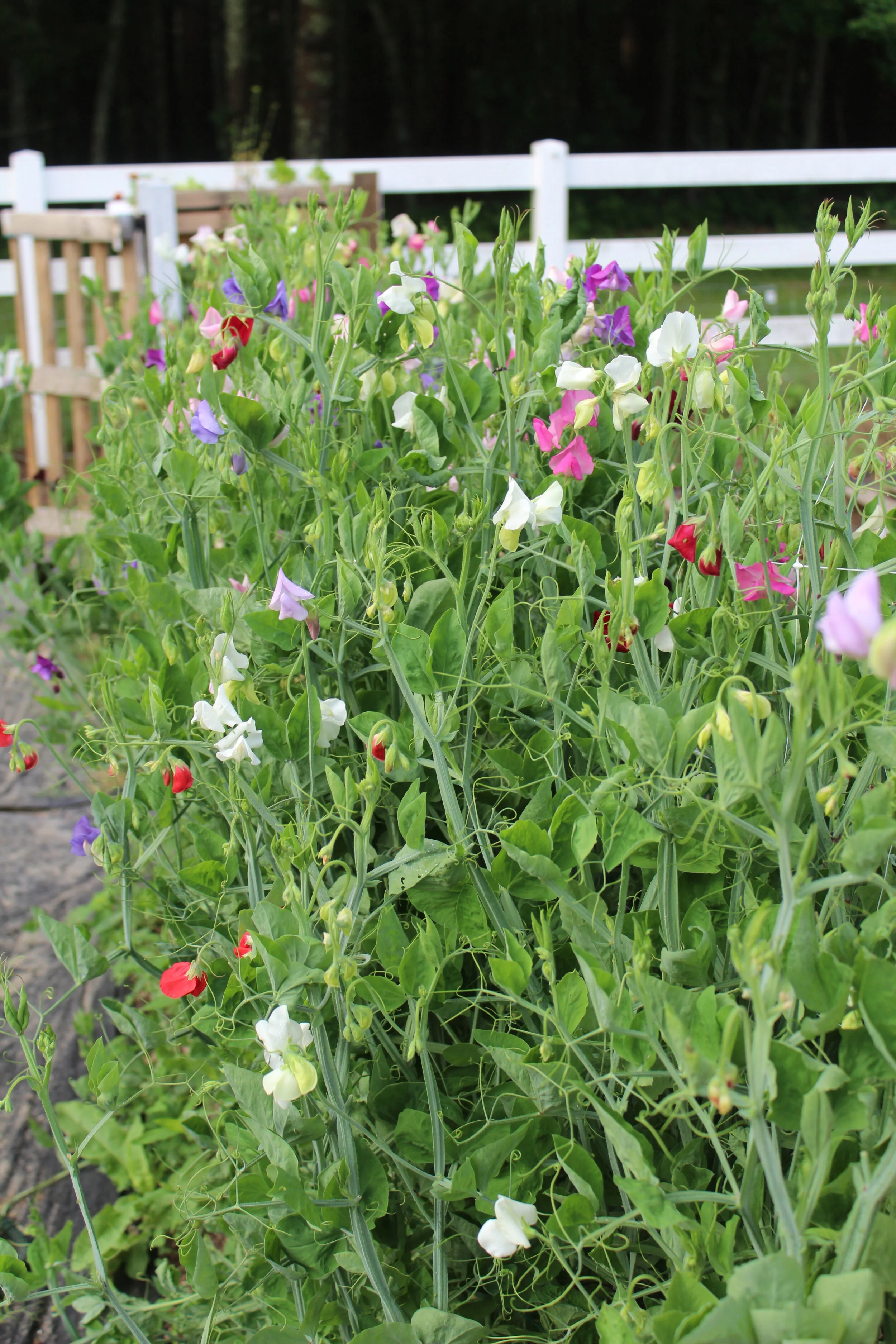 Colorful sweet pea flowers and green foliage in a garden near a white fence.