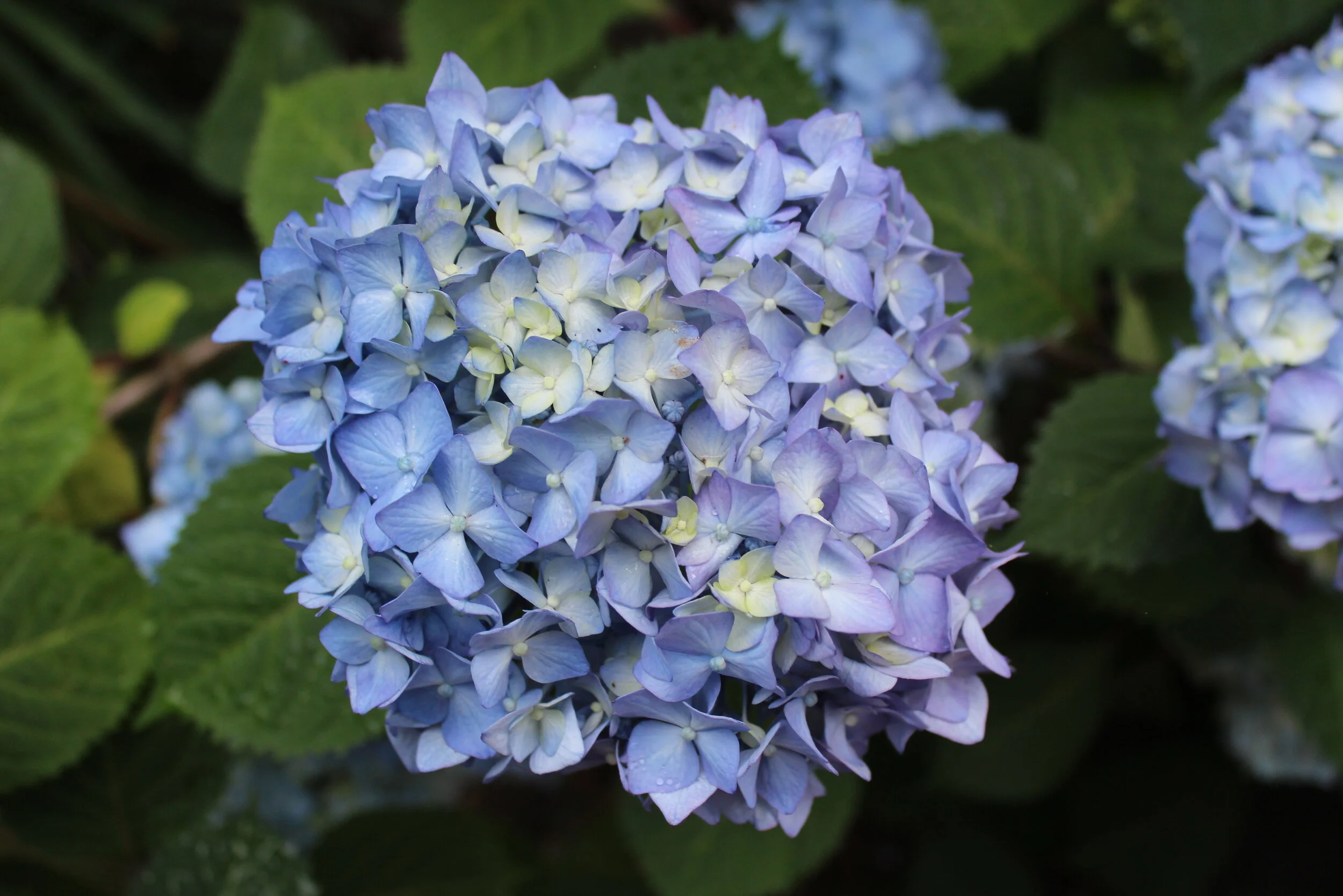 Close-up of a blue hydrangea flower cluster with green leaves in the background.