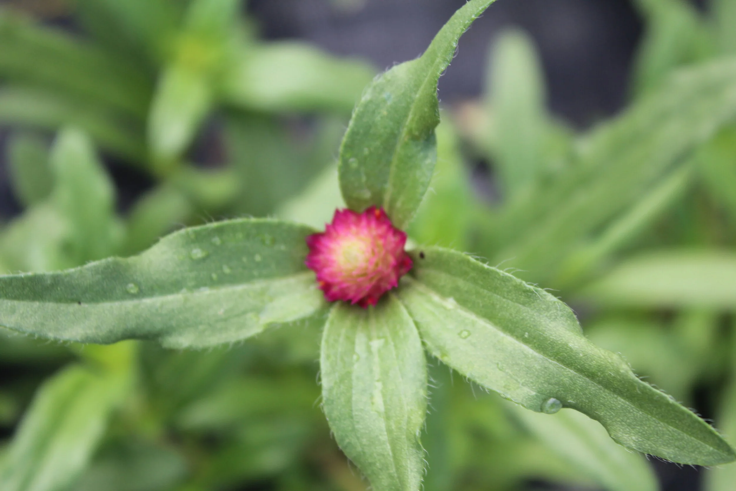 Close-up of a plant with green leaves and a pink bud at the center.