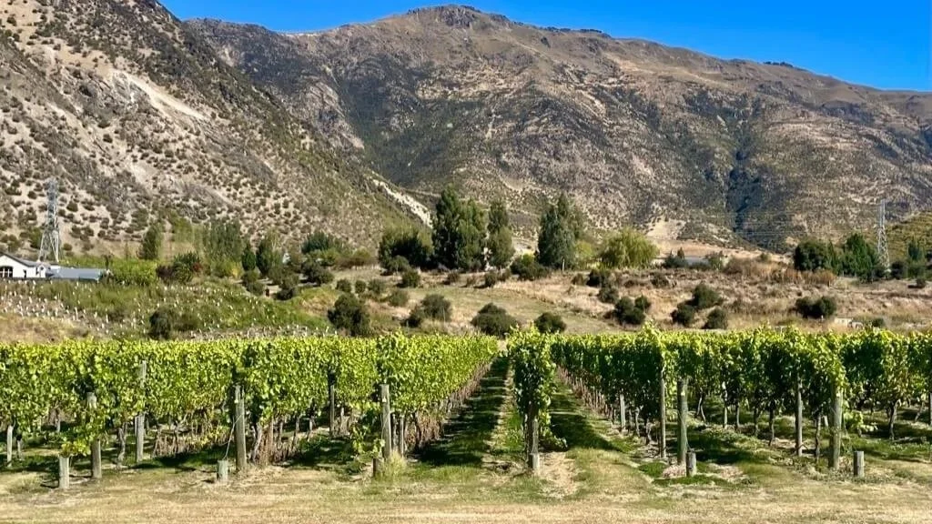 Central Otago vineyards near Queenstown