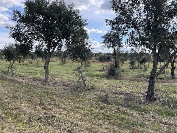 Alentejo cork trees