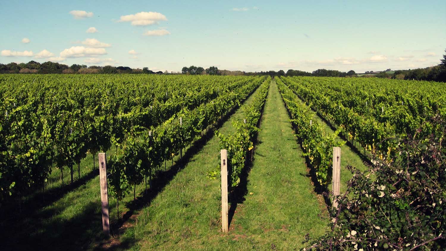 vineyard tours dorset