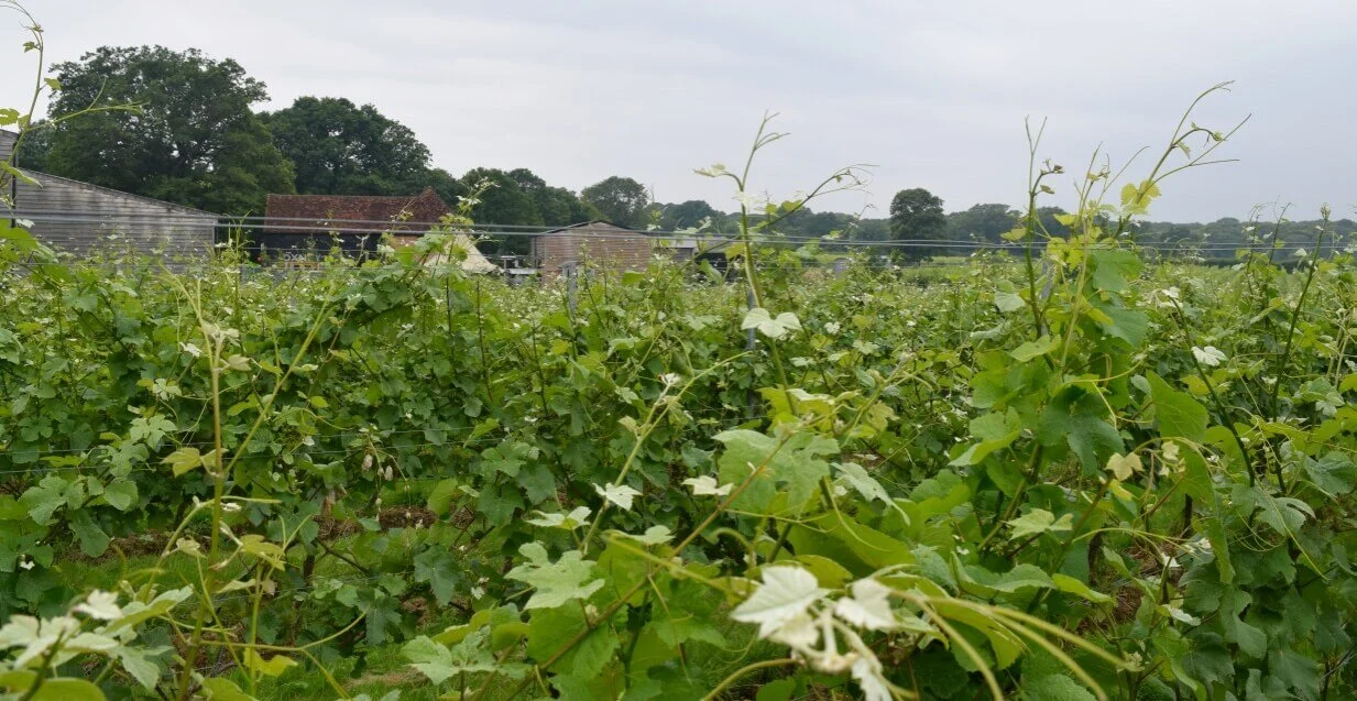 What is organic wine and is organic wine better for you?