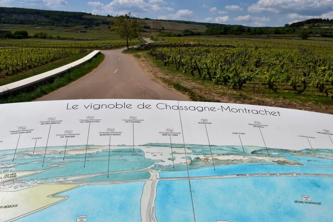 The vineyards of Chassagne-Montrachet