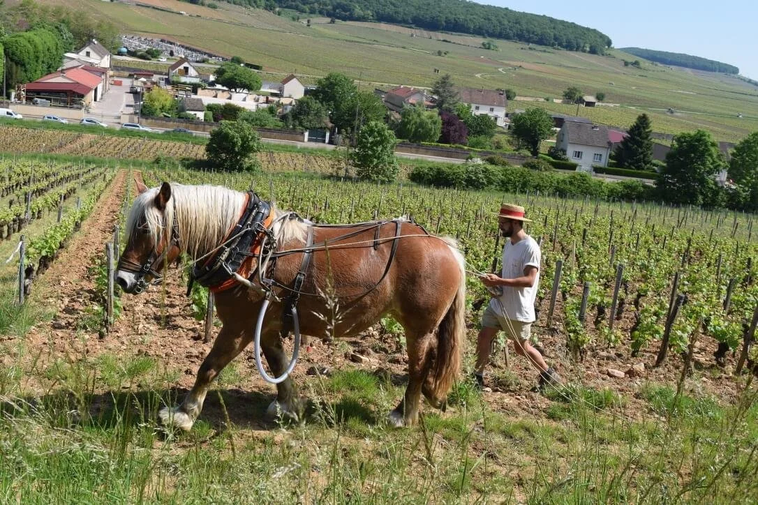 Biodynamic farming in Savigny-lès-Beaune