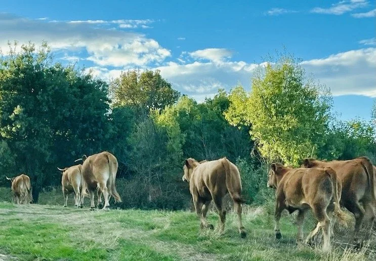 The cows weren't interested in us!