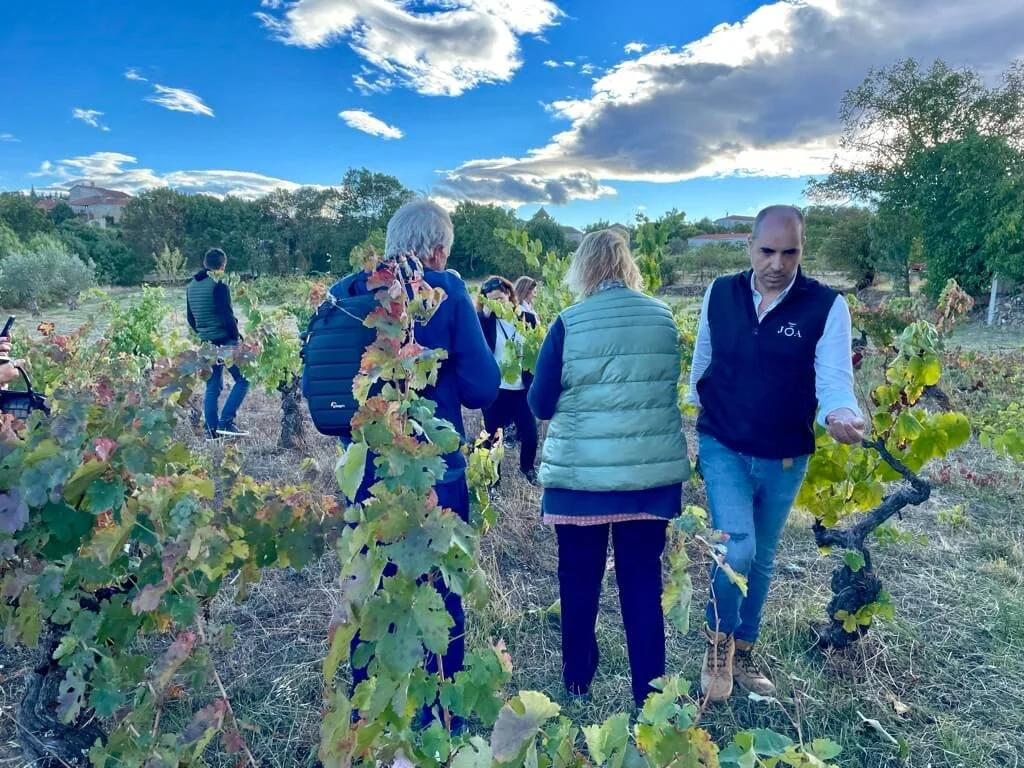 Marvelling at these ancient vines