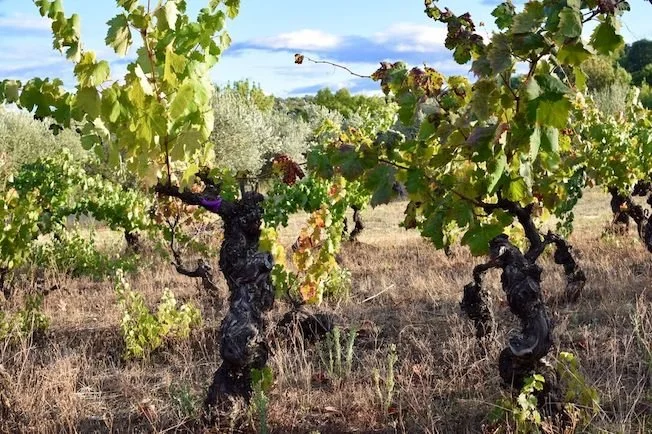 Vines over 140 years old!