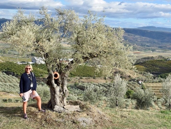 olmais-olive-oil-tree.jpg