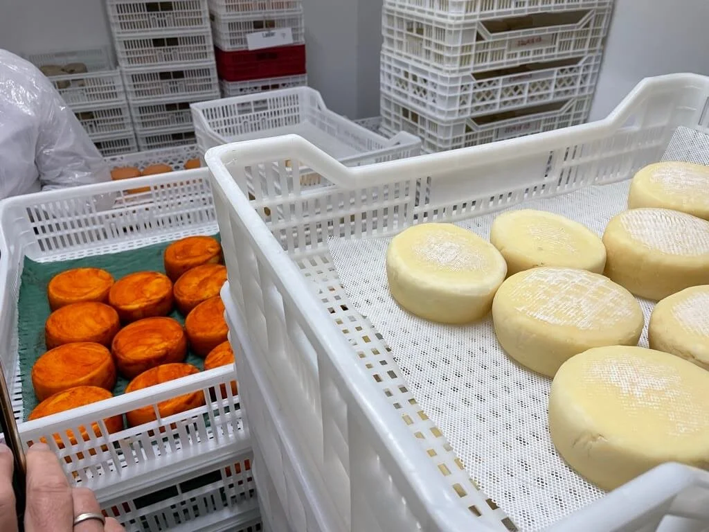 Storing the different flavours of cheese