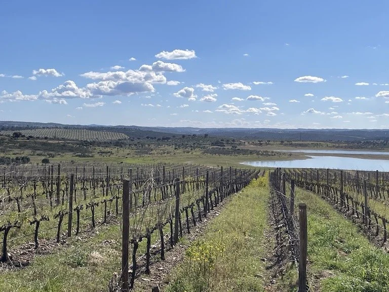 Alentejo-landscape-esporao.jpeg