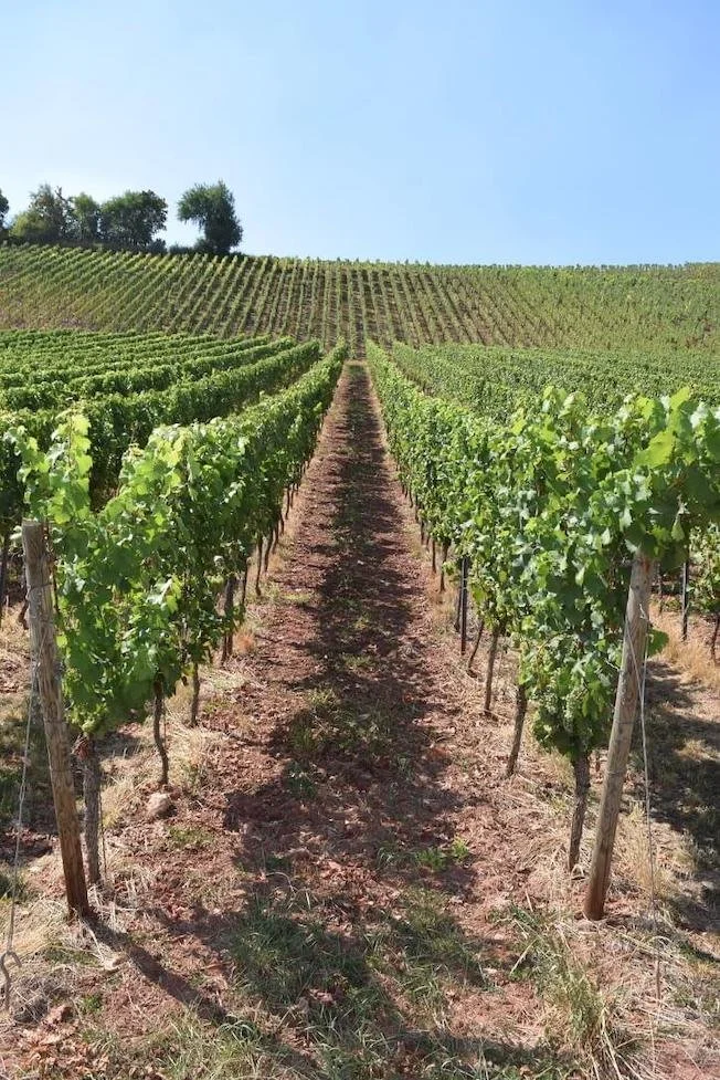 The distinctive red soils