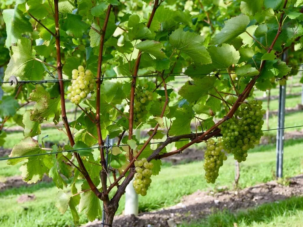 the-pig-south-downs-vines-white.jpeg
