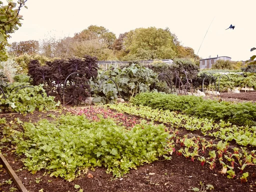 the-pig-south-downs-kitchen-garden.jpeg