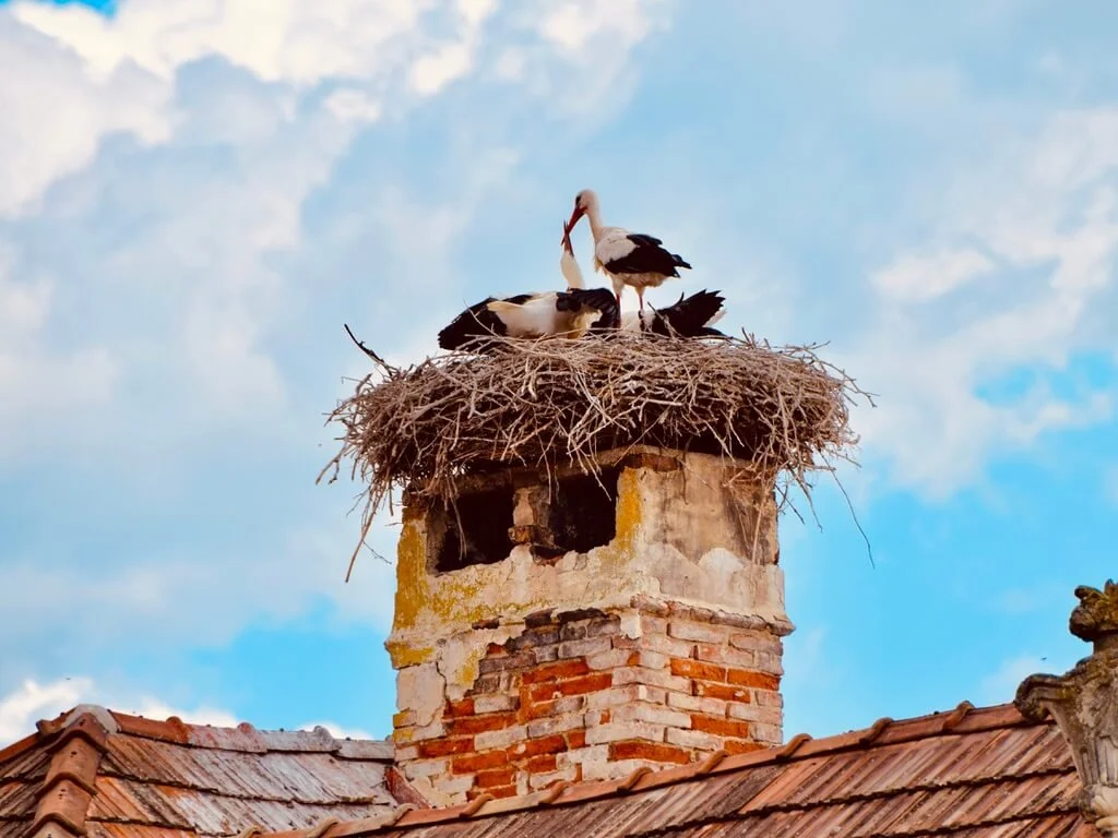 The famous nesting storks