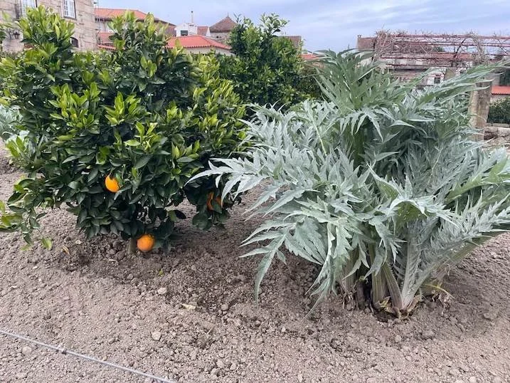 santar-vila-jardim-vegetable-garden.jpeg