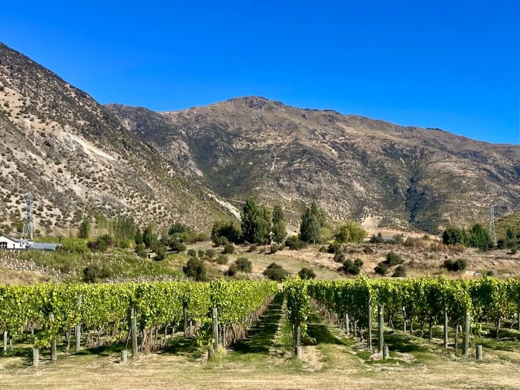 Vineyards near Arrowtown