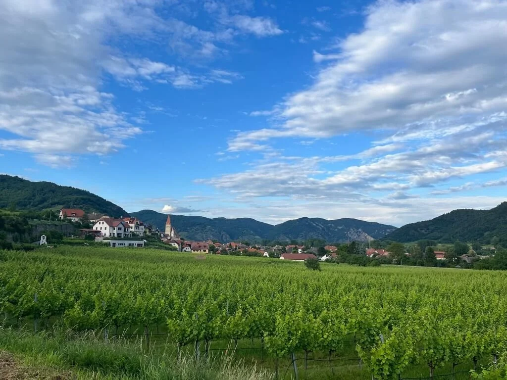 wachau-vineyards-5.jpeg