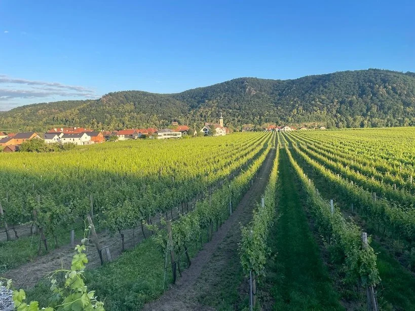 wachau-vineyards-7.jpeg